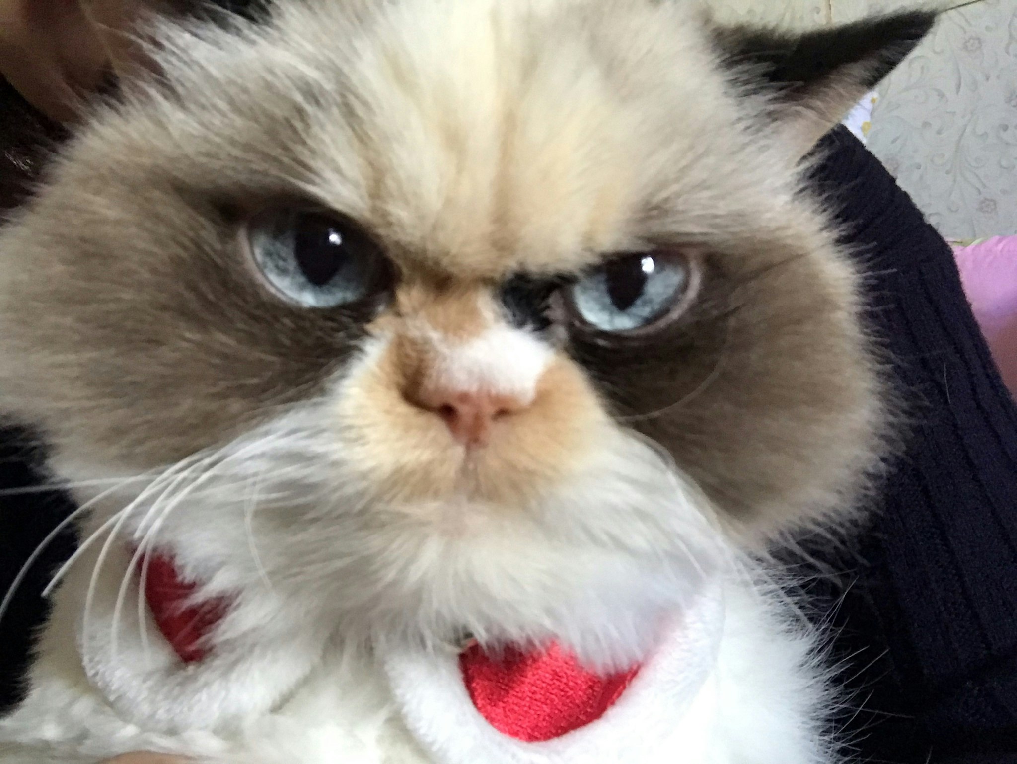 Furious Feline "Meow Meow" Is Being Called The New Grumpy Cat