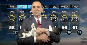 weather cat, meteorologist cat, indiana weather cat
