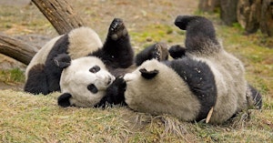 Giant pandas rolling around
