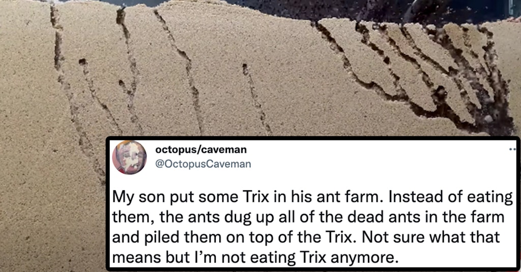 ants trix