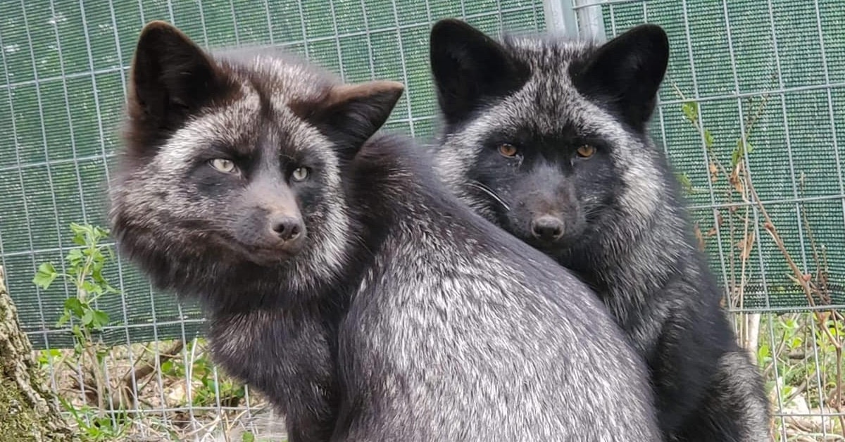 These Goth Lesbian Foxes At Minnesota Sanctuary Are Winning Over The  Internet