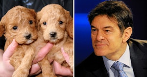 Two goldendoodle puppies held in someone's hands and Mehmet Oz appearing to lean toward them with a strange expression
